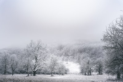 积雪地上的无叶树